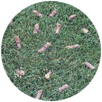 Glencoe turfgrass aeration and seeding