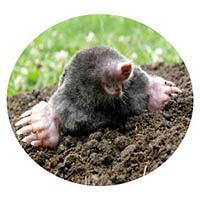 Glencoe mole & grub control