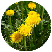 Glencoe grass weed control